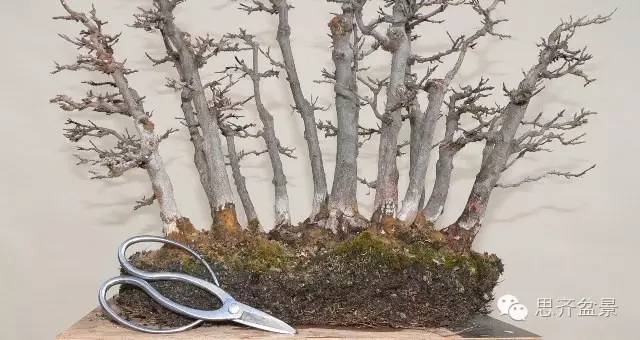 图解 如何给丛林式盆景换盆的方法