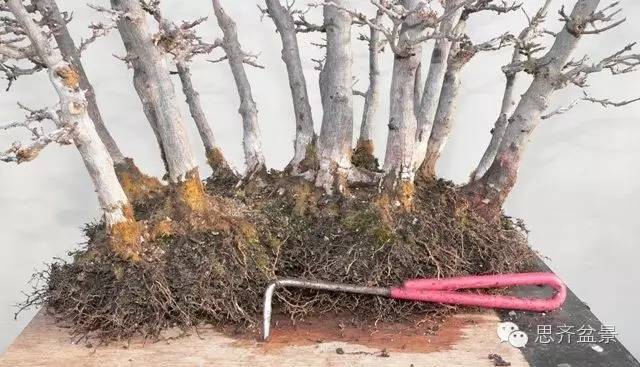 图解 如何给丛林式盆景换盆的方法