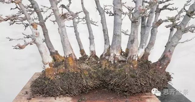 图解 如何给丛林式盆景换盆的方法