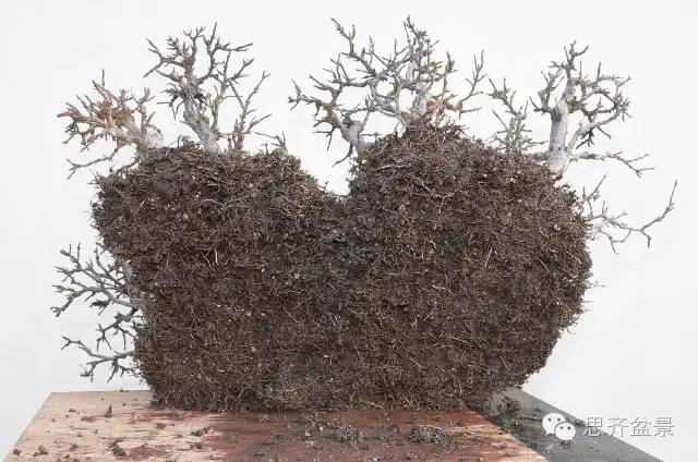 图解 如何给丛林式盆景换盆的方法