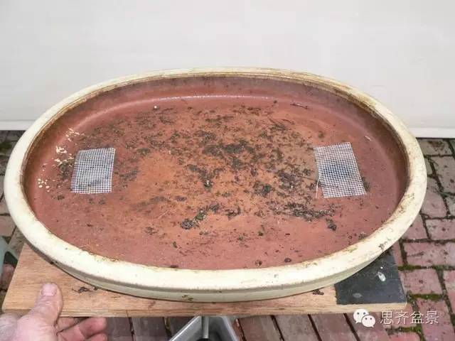 图解 如何给丛林式盆景换盆的方法