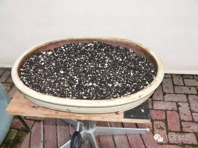 图解 如何给丛林式盆景换盆的方法