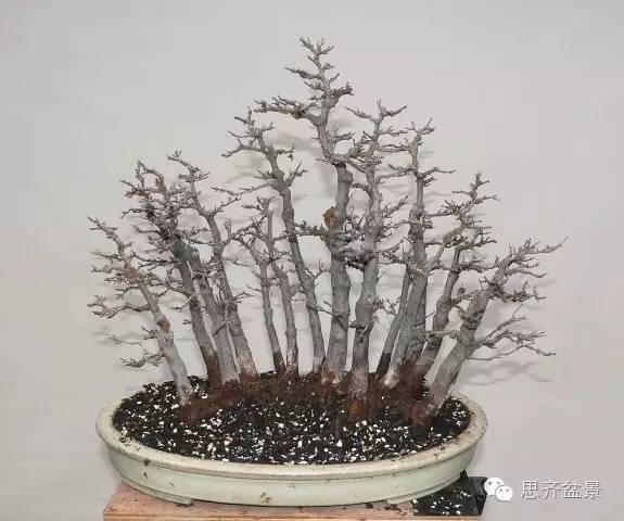 图解 如何给丛林式盆景换盆的方法