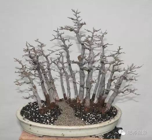 图解 如何给丛林式盆景换盆的方法