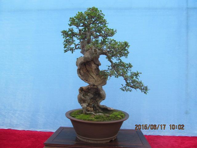 阳台上有600多盆盆景 绍兴美景浓缩入阳台