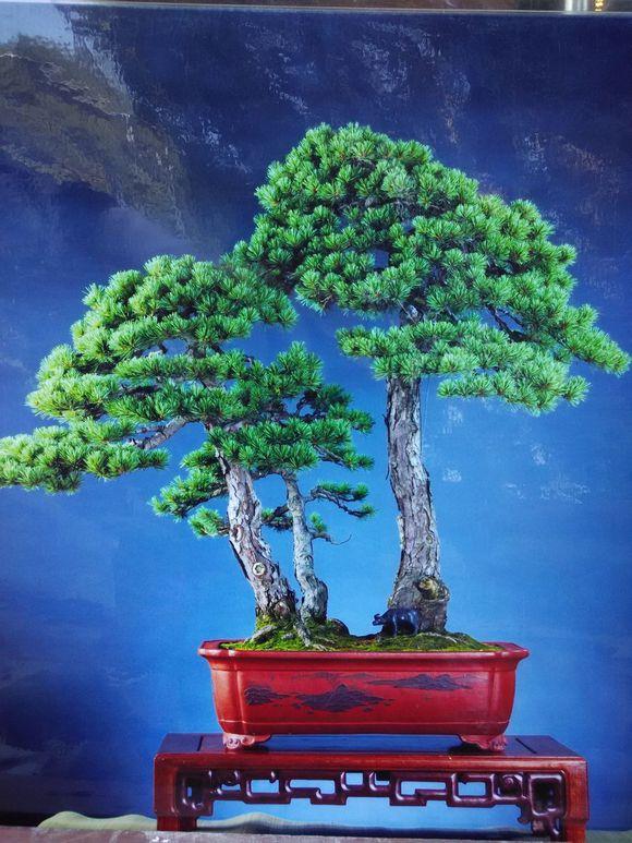 首届中国（金华）盆景赏石展销会的通知