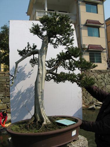 金华：花木盆景小镇 富有禅意的生活