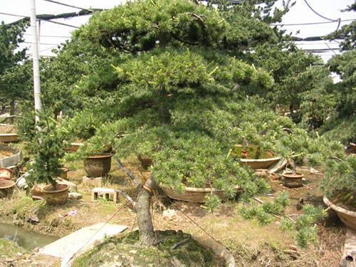 专访舟山市市长温暖:塑千岛风情“海上盆景”