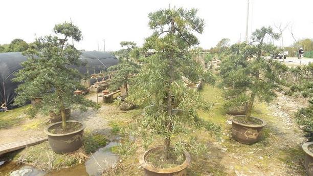 “墨镜男”偷盆景 摄像头全记录