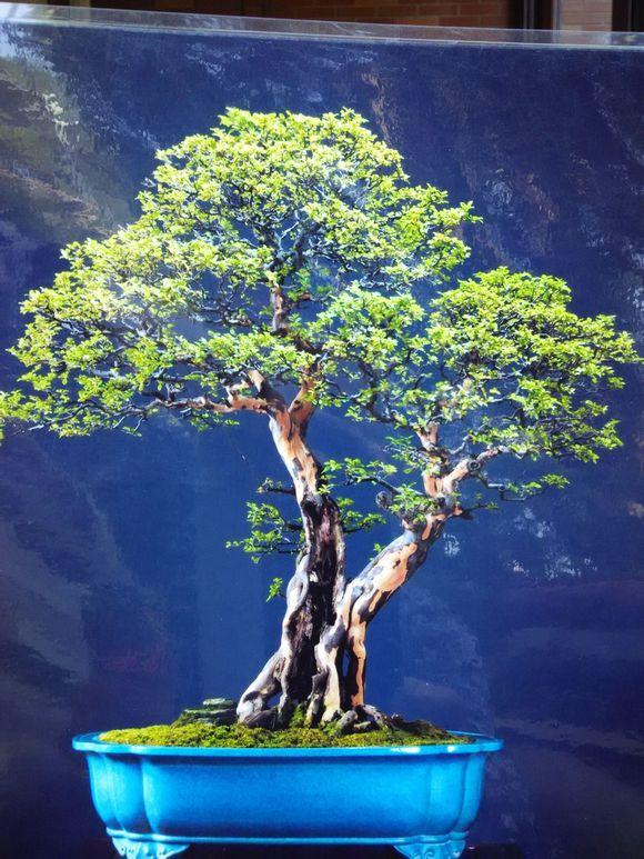 四川安徽盆景名梅 首次进京一起迎春