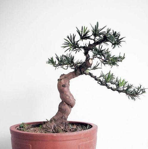 看大师现场扎盆景 安徽省第四届盆景展今举办