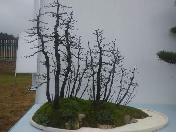 安徽歙县：千年盆景村　致富深山人