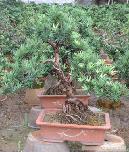 第七届安徽(蚌埠)玉器奇石古玩盆景博览会