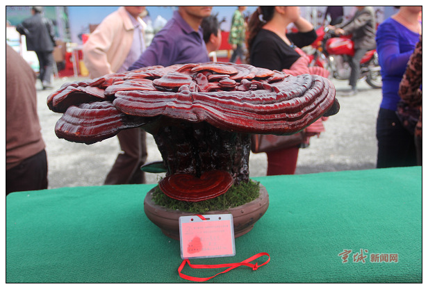 安徽：旌德县灵芝艺术盆景评奖结果揭晓