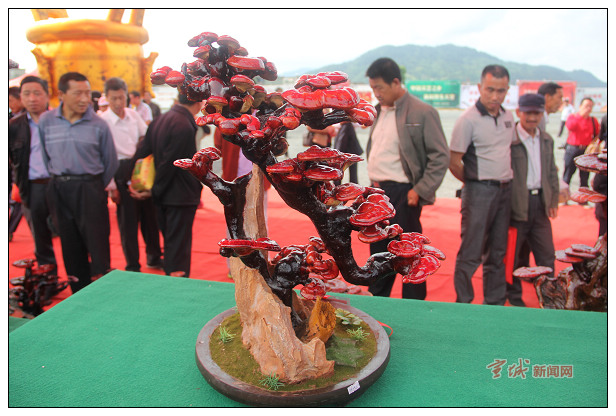 安徽：旌德县灵芝艺术盆景评奖结果揭晓