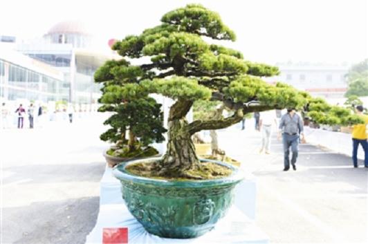 安徽淮北第六届牡丹盆景展10日开展