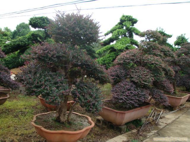 安徽安庆:采花大盗”偷18颗盆景被判刑六个月