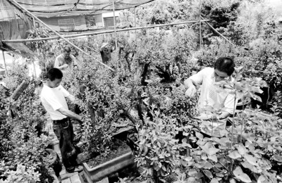 安徽铜陵:苗农互联网上卖盆景