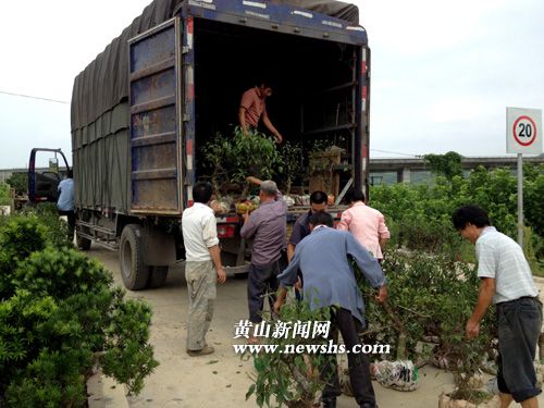 安徽：歙县卖花渔村盆景淡季热销