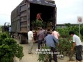 安徽歙县卖花渔村盆景淡季热销