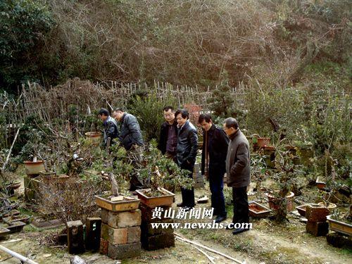 安徽歙县:红梅枝头闹 盆景引客来