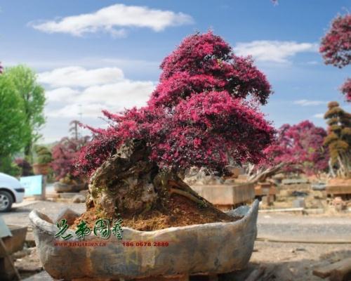 安徽：大意将盆景忘在门外 一觉醒来没了