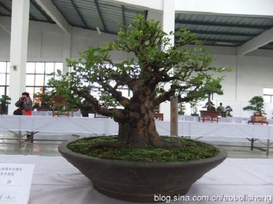 安徽庐江：花木快速&ldquo;长大&rdquo; &ldquo;盆景&rdquo;成&ldquo;风景&rdquo;