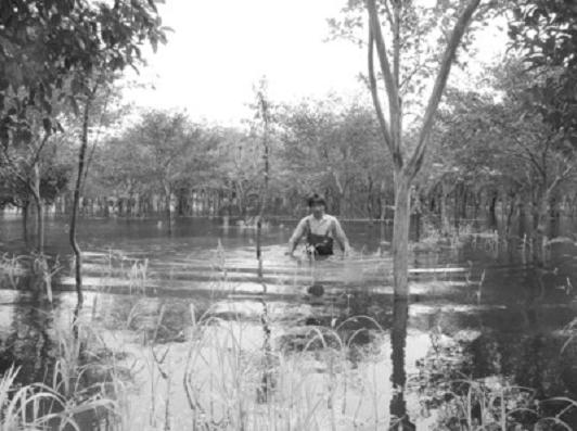 安徽枞阳：十多万株盆景苗木遭水淹 苗农损失大