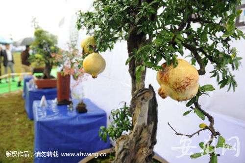 安徽省第三届盆景艺术暨奇石根雕精品展开幕