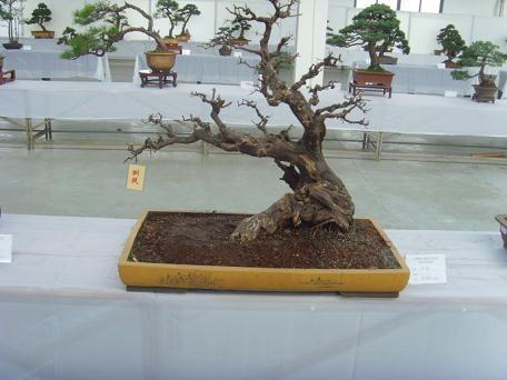 盆景赏石展 合肥夺大奖