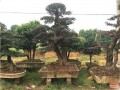 合肥裕丰花市举办宋念祖盆景艺术展