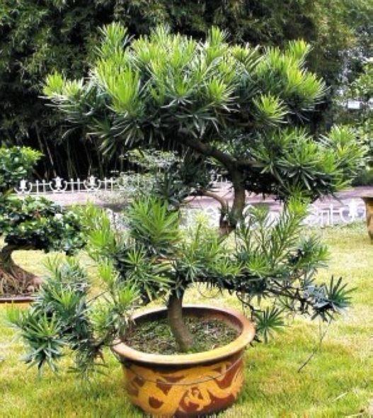 松材线虫威胁合肥&ldquo;盆景山&rdquo;