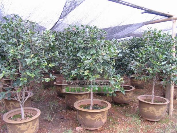 女子深夜偷走六盆微缩盆景 没想到竟价值万元