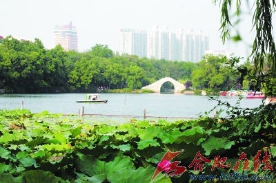 合肥“森林城市”梦 变“盆景”为“森林”——万家房产网