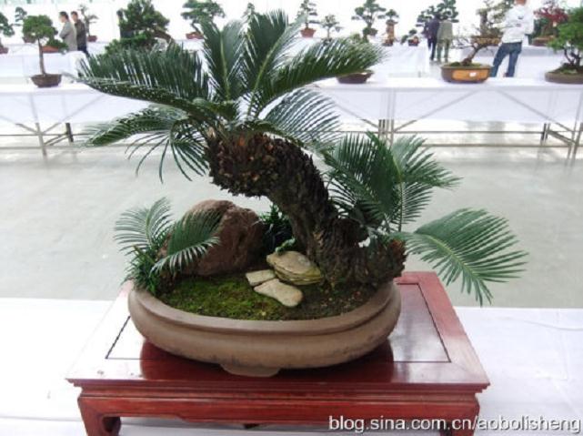 合肥马鞍山路高架桥将通车 桥身被万余盆盆景装点