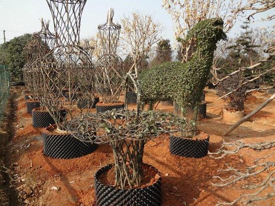 合肥雅贼爱上盆景没钱买就跑去偷 偷完还拿到网上卖