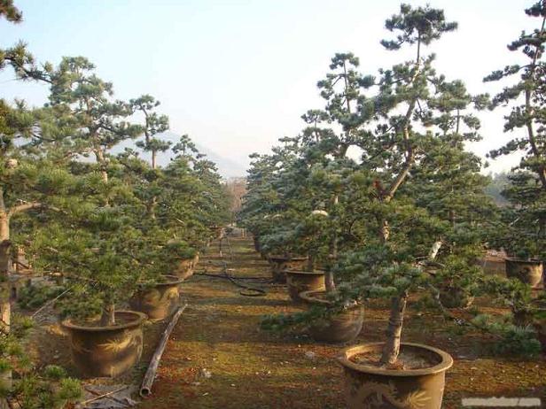 合肥蟊贼看盆景&ldquo;锁定&rdquo;有钱人家 所盗财物果真值20万