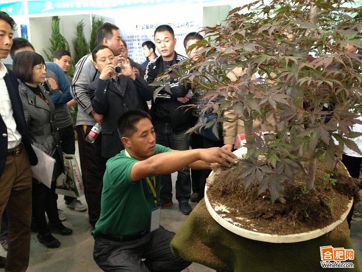 盆景究竟如何制作？周末来中国花木城长见识