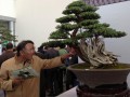 盆景究竟如何制作？周末来中国花木城长见识