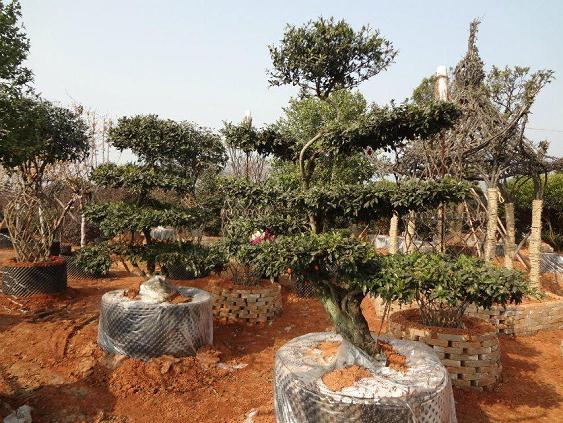 [合肥日报]盆景艺术展惊艳苗交会