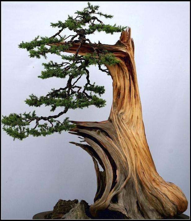 合肥小学开学首日学生带盆景上学 校方称系自愿