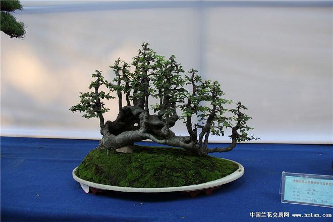 淮南:盆景艺术盛会中旬启帷