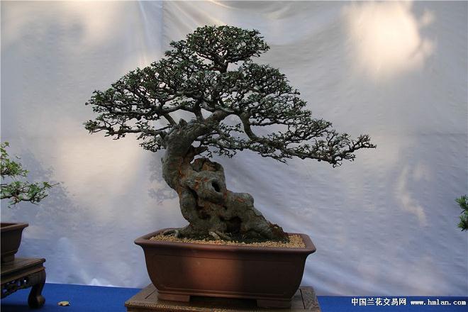 淮北市第三届盆景艺术展国庆开展