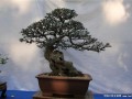 淮北市第三届盆景艺术展国庆开展