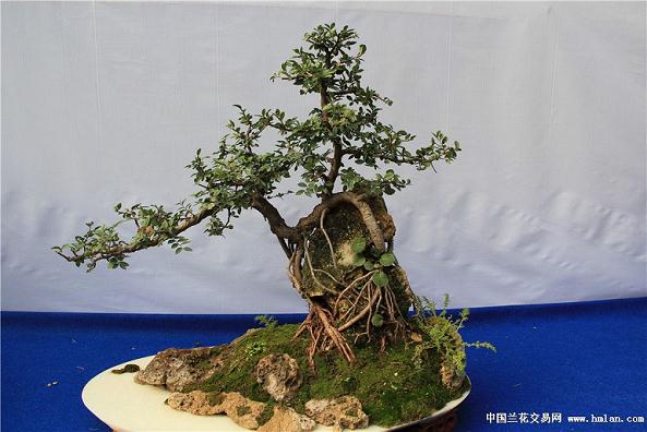 首个智能盆景大棚在铜陵市落成