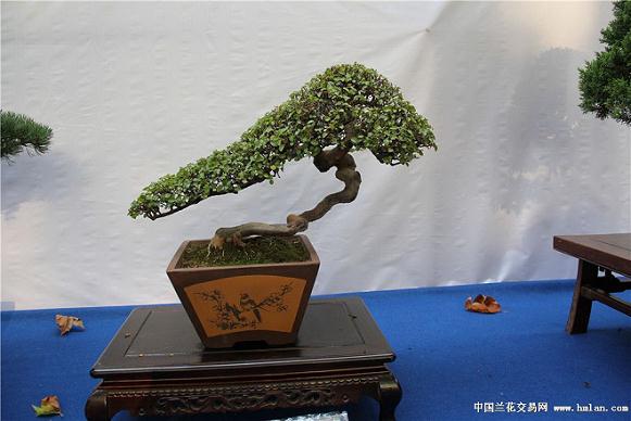 别致盆景扮靓铜陵市容（图）