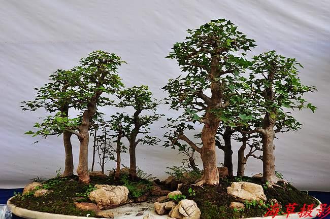 安庆太湖文博园六艺节盆景展正式开幕