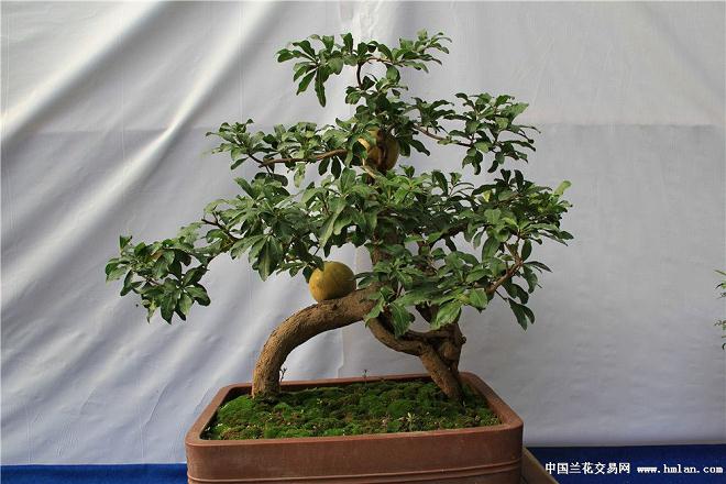 黄山区：抓获盗窃盆景嫌犯