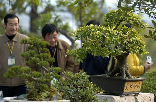 徽派盆景艺术节在黄山歙县举行