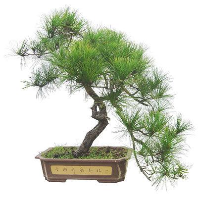 现有九盆价值近百万元的黄山松盆景被盗 注意安全